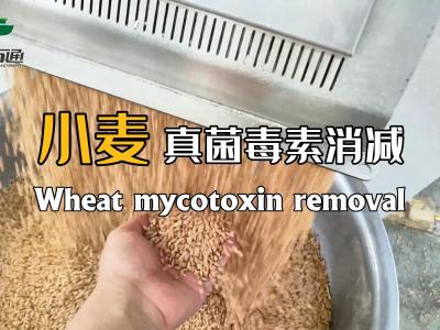 華豫萬通真菌毒素消減機為全球糧食安全儲存保駕護航！