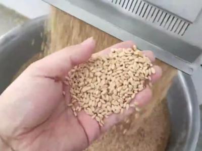 小麥真菌毒素消減機試機視頻